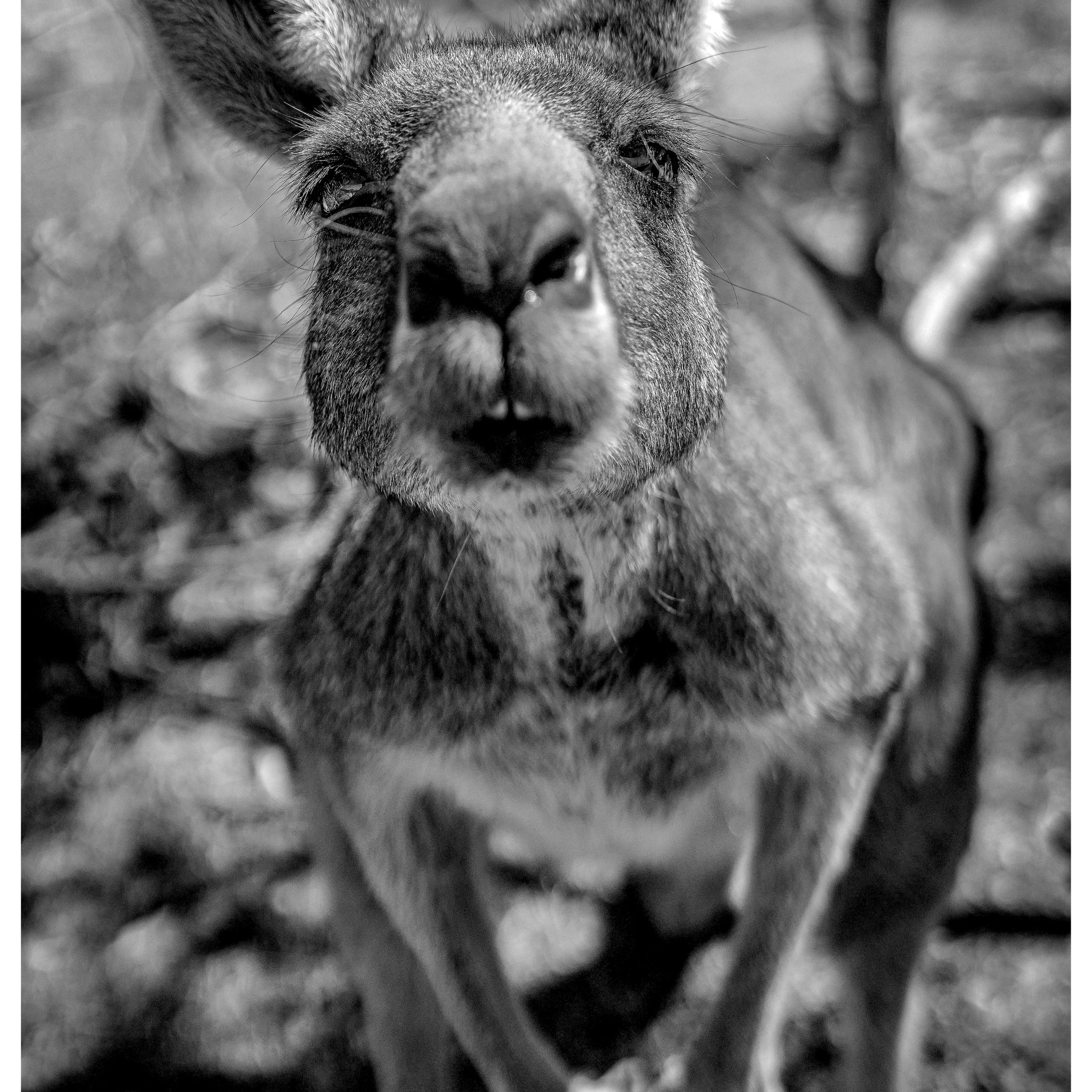 An inquisitve kangaroo