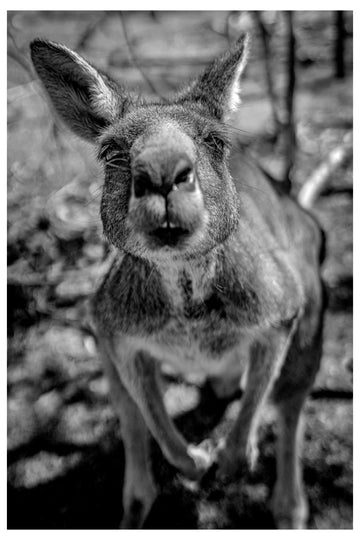 An inquisitve kangaroo