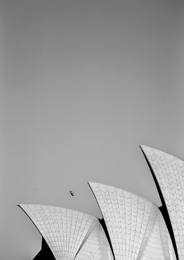 Opera House Sails and the seagul
